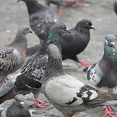 Palomas en una calle Palomas en una calle