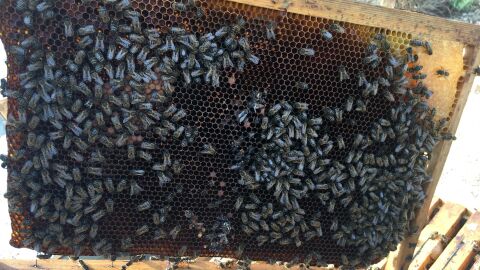 Asaja lamenta el &quot;abandono&quot; del sector ap&iacute;cola por parte de la Generalitat: &quot;Las abejas est&aacute;n desapareciendo&quot;