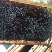 Asaja lamenta el "abandono" del sector apícola por parte de la Generalitat: "Las abejas están desapareciendo"