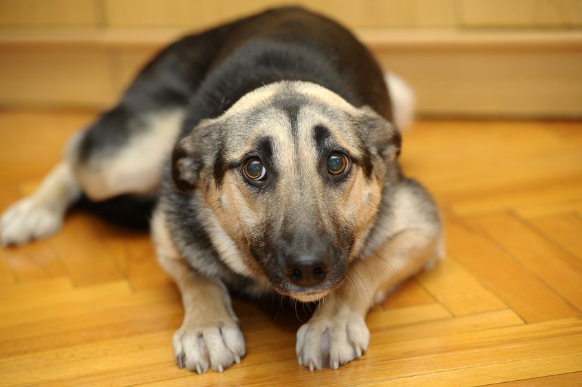 Ángel Osuna, adiestrador canino "Un perro asustado puede ser peligroso" Ángel Osuna, adiestrador canino "Un perro asustado puede ser peligroso"