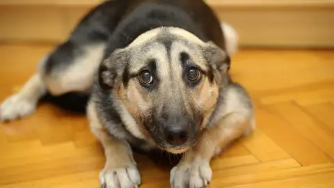 Ángel Osuna, adiestrador canino "Un perro asustado puede ser peligroso" can