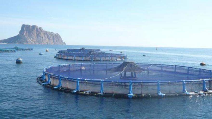 Calpe anuncia un contencioso contra la piscifactoria Calpe anuncia un contencioso contra la piscifactoria