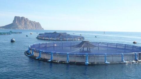 Piscifactoría Calpe Piscifactoría Calpe
