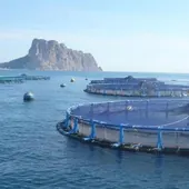 Piscifactoría Calpe Piscifactoría Calpe