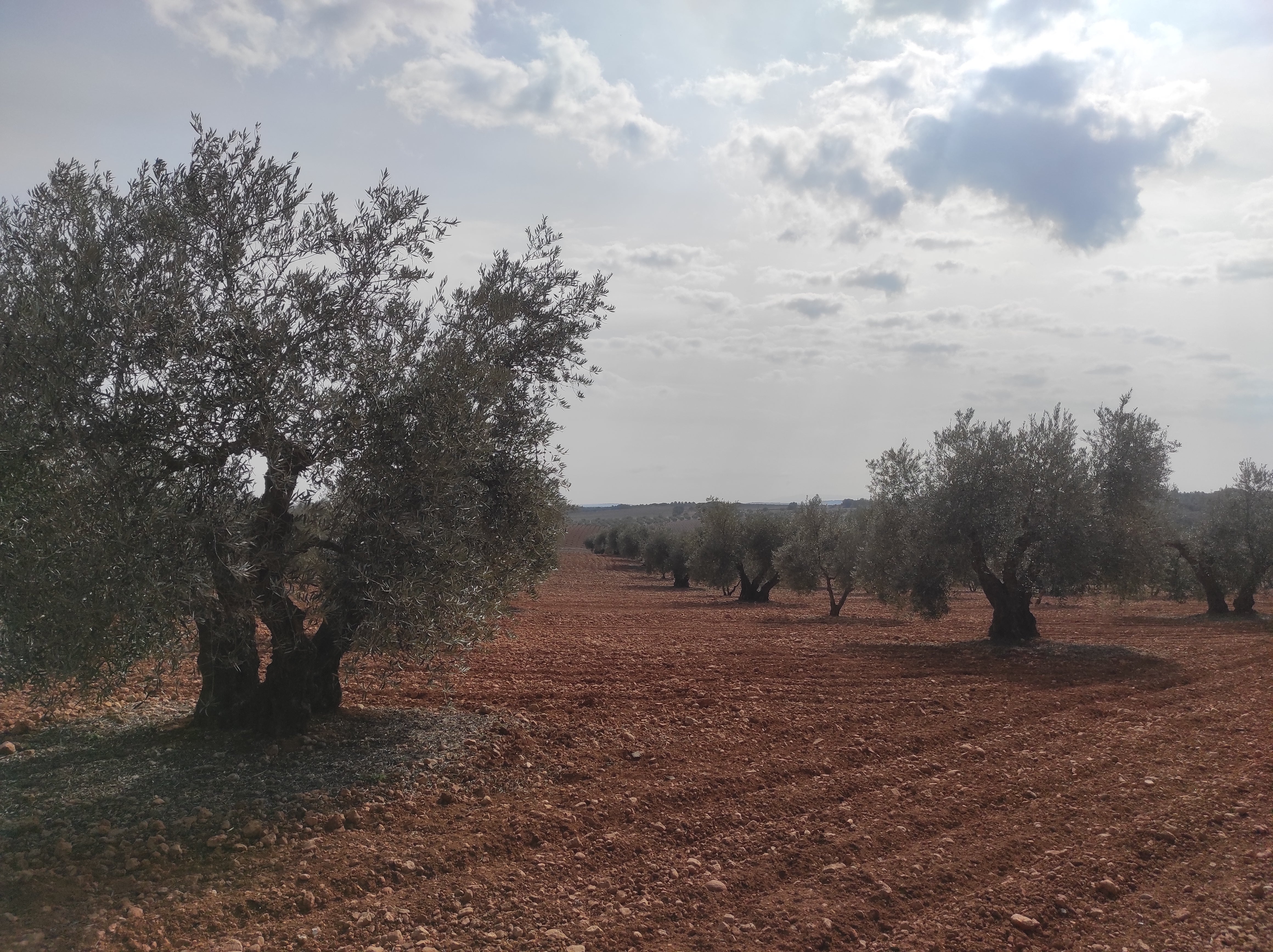 En Valdepeñas y comarca se generaliza la campaña de aceituna En Valdepeñas y comarca se generaliza la campaña de aceituna