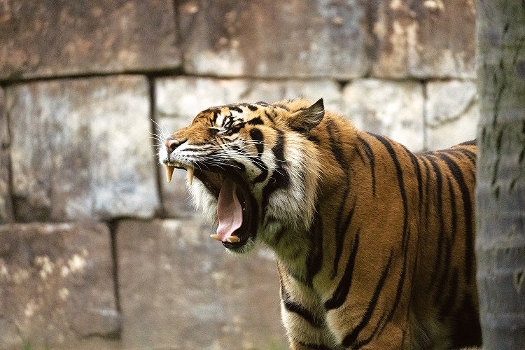 Bioparc Fuengirola alberga más de medio centenar de especies amenazadas incluidas en la Lista Roja de la UICN Bioparc Fuengirola alberga más de medio centenar de especies amenazadas incluidas en la Lista Roja de la UICN
