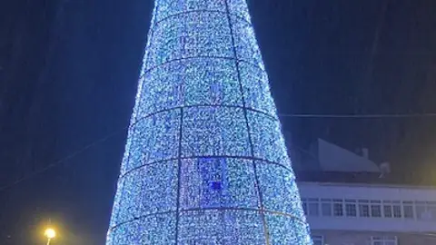 árbol 2022 árbol 2022