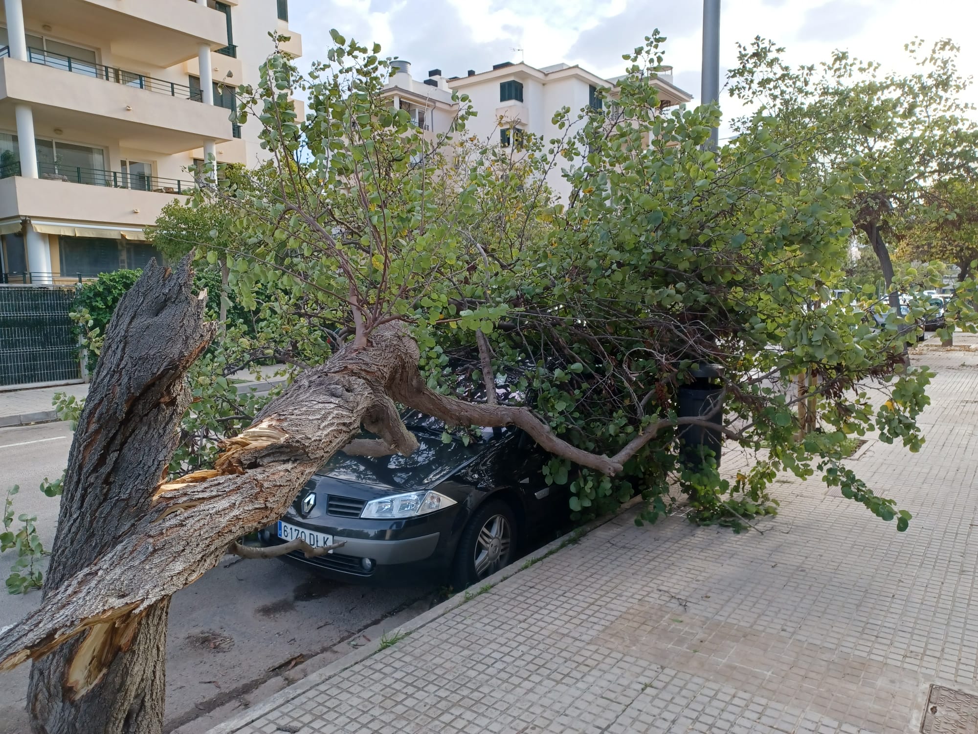 La borrasca 'Denise' provoca 92 incidentes en Baleares, con rachas de más de 135 km/h en la Serra d'Alfàbia La borrasca 'Denise' provoca 92 incidentes en Baleares, con rachas de más de 135 km/h en la Serra d'Alfàbia
