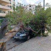 La borrasca 'Denise' ha causado la caída de un árbol sobre un coche aparcado en Playa de Palma