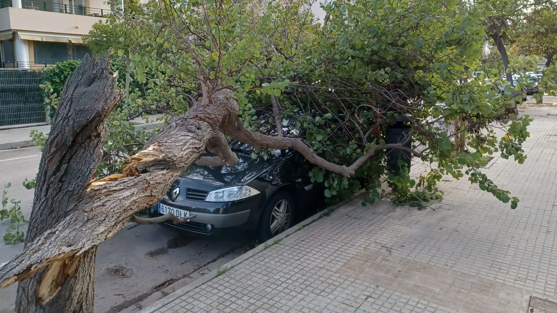 La borrasca 'Denise' ha causado la caída de un árbol sobre un coche aparcado en Playa de Palma