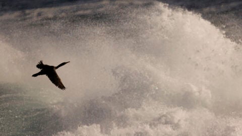  Un cormor&aacute;n sortea las olas en la costa de A Coru&ntilde;a