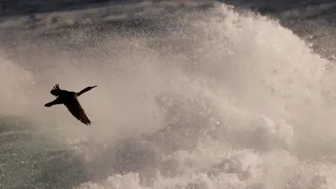 Un cormorán sortea las olas en la costa de A Coruña Un cormorán sortea las olas en la costa de A Coruña