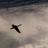  Un cormorán sortea las olas en la costa de A Coruña