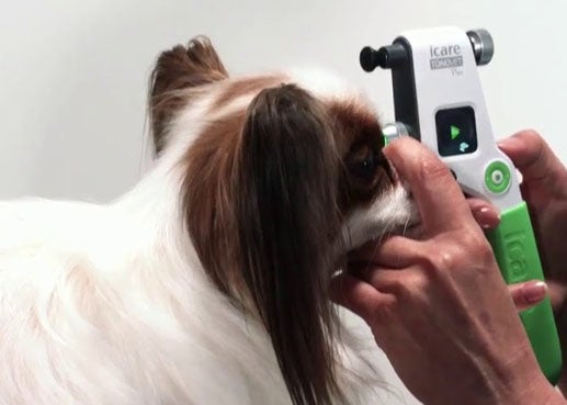 Los perros de Nueva York llevan lentes vascas Los perros de Nueva York llevan lentes vascas