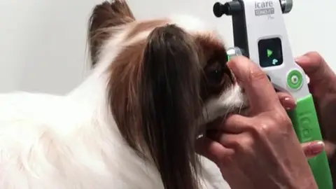 Perro en oculista Perro en oculista