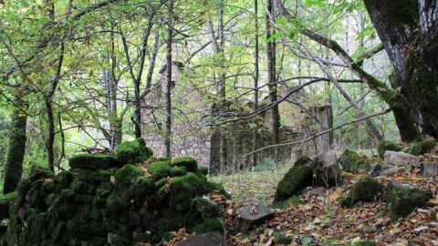 Bosque La Pardina del Señor