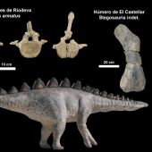 Fósiles de estegosaurios hallados en El Castellar y Riodeva
