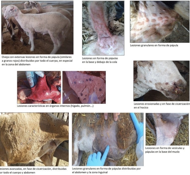 Fiebre y pápulas generalizadas, los primeros signos de la viruela ovina y caprina en las ovejas Fiebre y pápulas generalizadas, los primeros signos de la viruela ovina y caprina en las ovejas