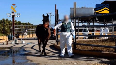 Desarticulada una organización que comercializaba carne equina no apta para consumo humano