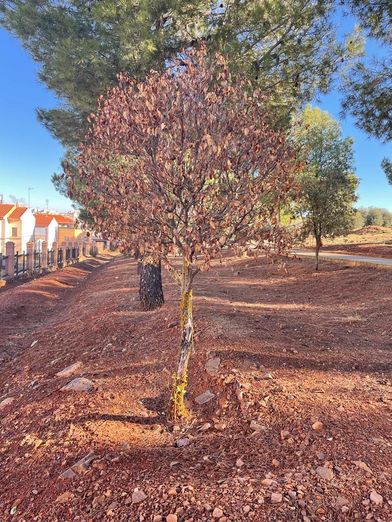 Ecologistas en Acción considera "absurdo" hablar de reforestación en Valdepeñas, si luego se deja morir a los árboles Ecologistas en Acción considera "absurdo" hablar de reforestación en Valdepeñas, si luego se deja morir a los árboles