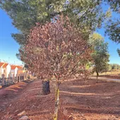 Árbol muerto en el Cerro de San Blas (Valdepeñas) Árbol muerto en el Cerro de San Blas (Valdepeñas)