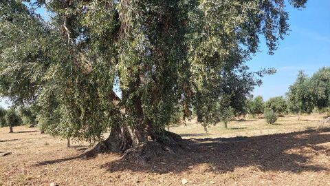 Olivera en La Codoñera