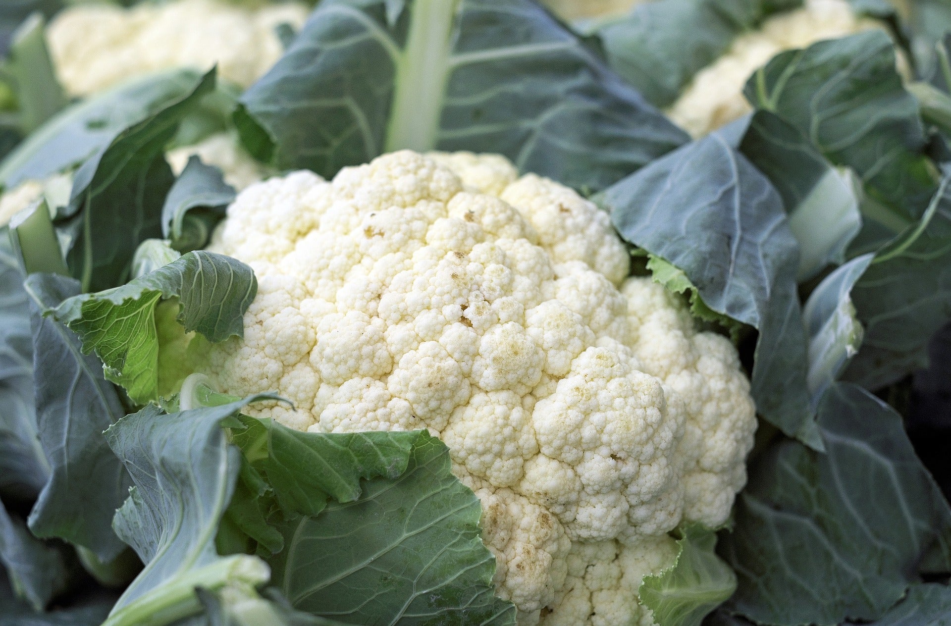 Robin Food nos habla de la coliflor: ¡Viva la dama de la huerta de invierno! Robin Food nos habla de la coliflor: ¡Viva la dama de la huerta de invierno!