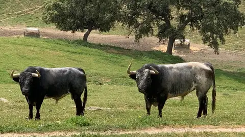 toros toros