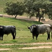 toros toros