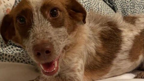 Hada, la perra abatida en Caldas de Reis