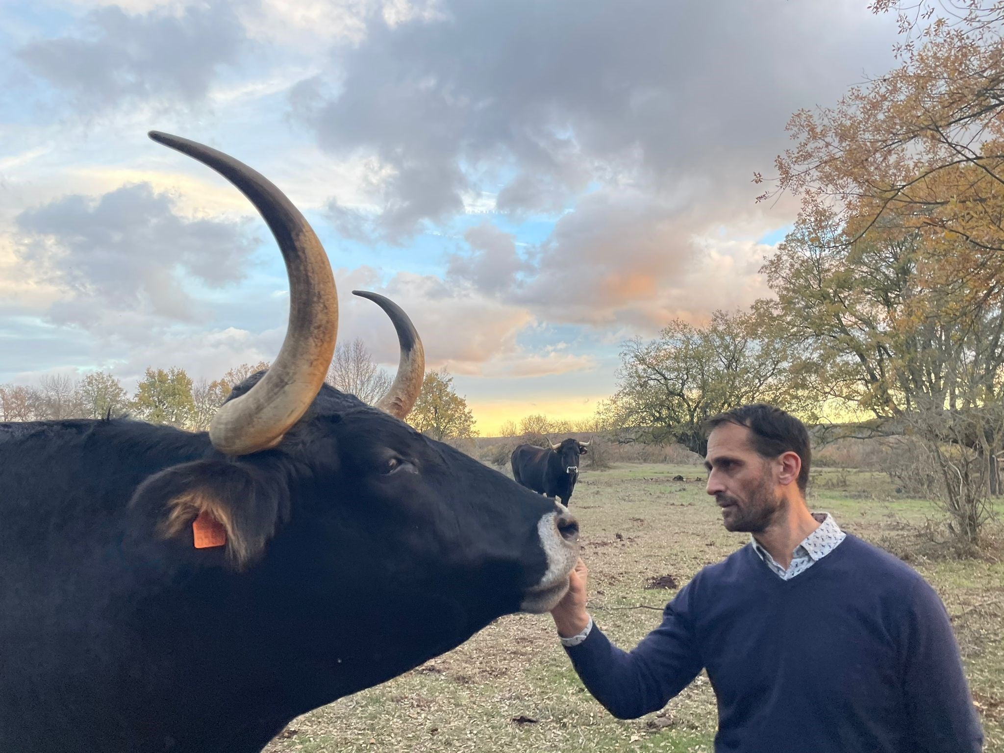 Los protectores del buey en la España Vaciada Los protectores del buey en la España Vaciada