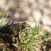 Adulto de rana común, Pelophylax perezi Adulto de rana común, Pelophylax perezi