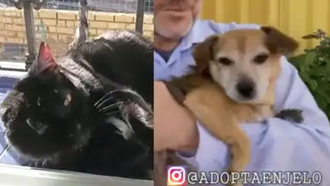 Adopta en JELO: el perro Crispín busca un hogar tras ser abandonado y el gato Galán, que perdió una oreja Adopta en JELO: el perro Crispín busca un hogar tras ser abandonado y el gato Galán, que perdió una oreja