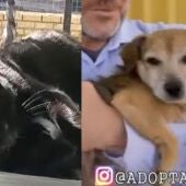 Adopta en JELO: el perro Crispín busca un hogar tras ser abandonado y el gato Galán, que perdió una oreja