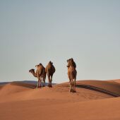 Fotografía de archivo de varios camellos.