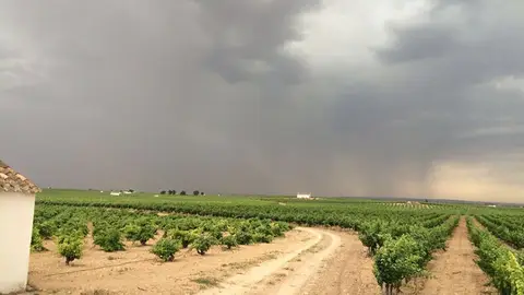 Las últimas lluvias han favorecido al campo de Ciudad Real Las últimas lluvias han favorecido al campo de Ciudad Real
