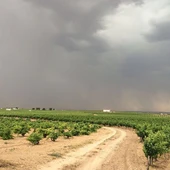 Las últimas lluvias han favorecido al campo de Ciudad Real Las últimas lluvias han favorecido al campo de Ciudad Real