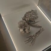 El Neandertal de la Cova Foradada de Oliva (Valencia), en el Museu de Prehistòria de València - 