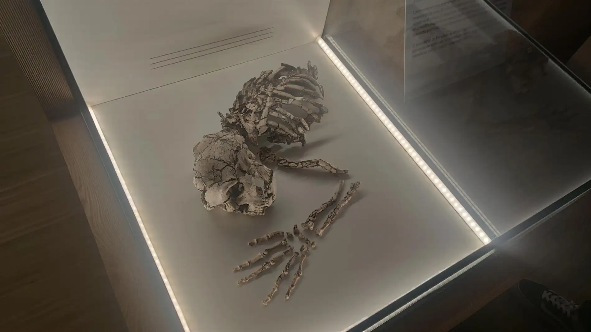 El Neandertal de la Cova Foradada de Oliva (Valencia), en el Museu de Prehistòria de València - 