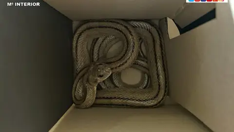 Encuentran una serpiente de escalera en un contenedor de basura de Altea Encuentran una serpiente de escalera en un contenedor de basura de Altea