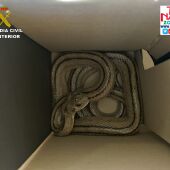 Encuentran una serpiente de escalera en un contenedor de basura de Altea