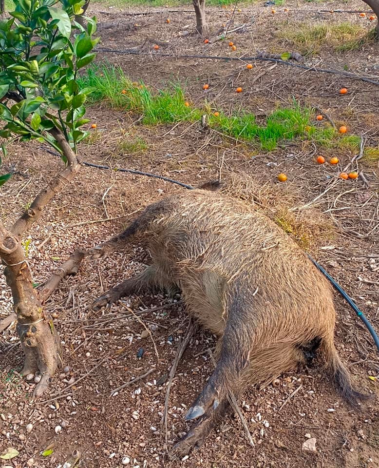 AVA denuncia la inacción de los ayuntamientos ante la proliferación de jabalíes en el campo AVA denuncia la inacción de los ayuntamientos ante la proliferación de jabalíes en el campo