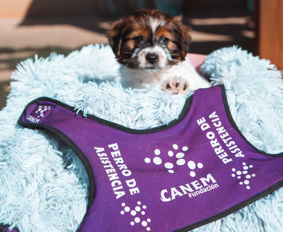 Perros de alerta médica, el olfato que salva vidas Perros de alerta médica, el olfato que salva vidas