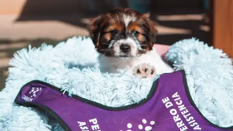 perro de asistencia perro de asistencia