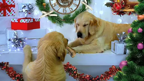 Perros y navidad Perros y navidad