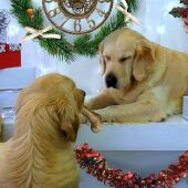 Perros y navidad