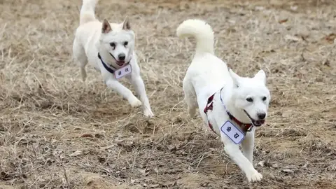 Gomi y Songgang Gomi y Songgang