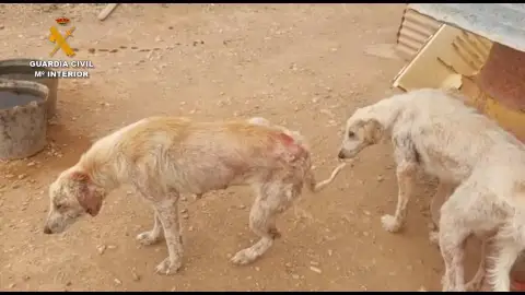 Perros maltratados Perros maltratados