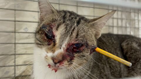 Gata Suerte disparada por una flecha