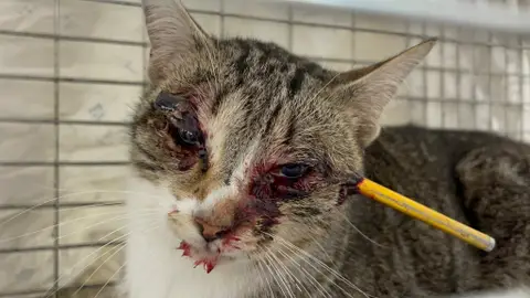 Gata Suerte disparada por una flecha Gata Suerte disparada por una flecha